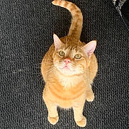 Simba participe au concours pour gagner de l'argent avec cette photo : cat, ginger_cat, pet, feline, indoor, carpet, curious, looking_up, whiskers, tail, ears, pink_nose, animal, cute, domestic_cat, floor, slipper, texture, orange, sitting