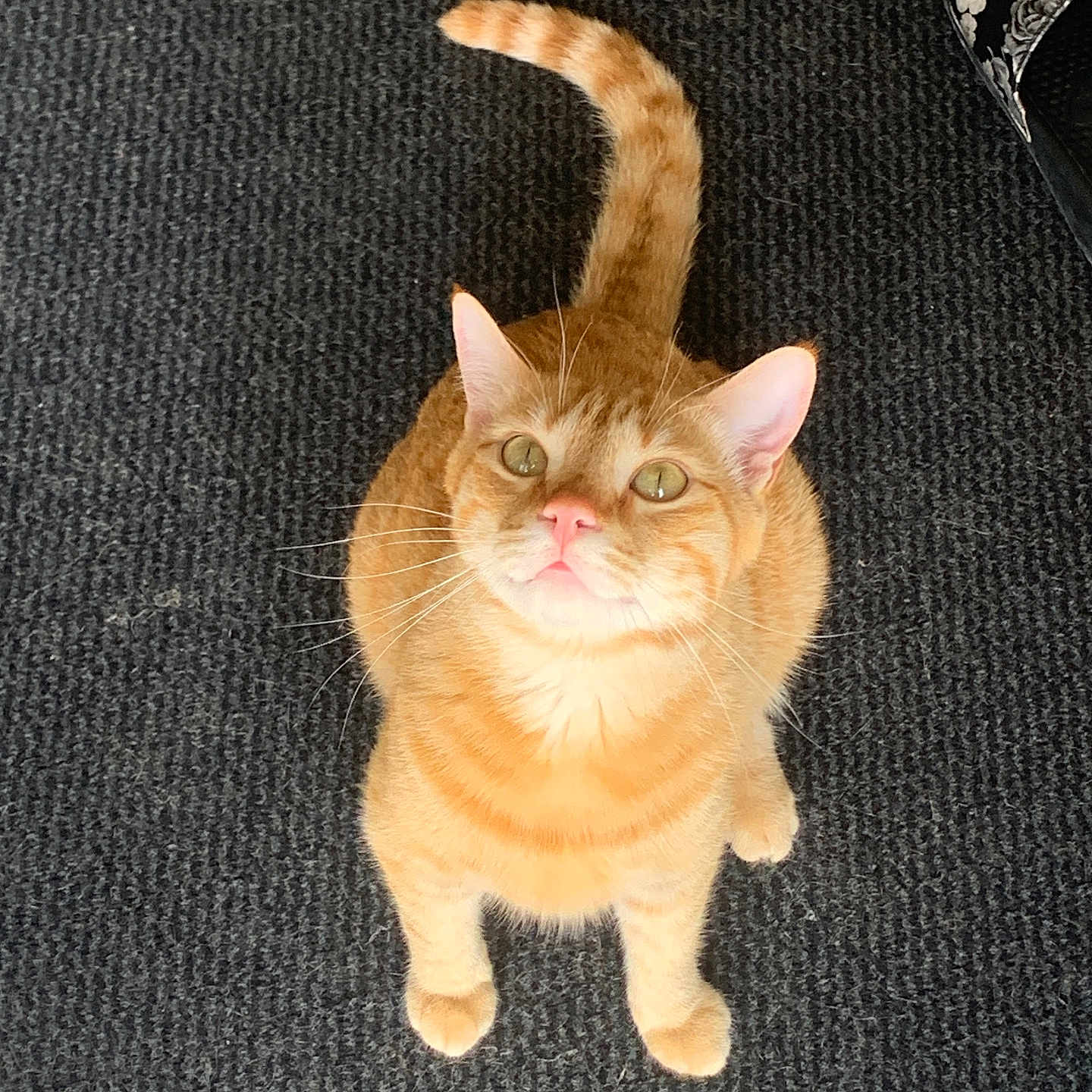 Simba participe au concours pour gagner de l'argent avec cette photo : animal, carpet, cat, curious, cute, domestic_cat, ears, feline, floor, ginger_cat, indoor, looking_up, orange, pet, pink_nose, sitting, slipper, tail, texture, whiskers