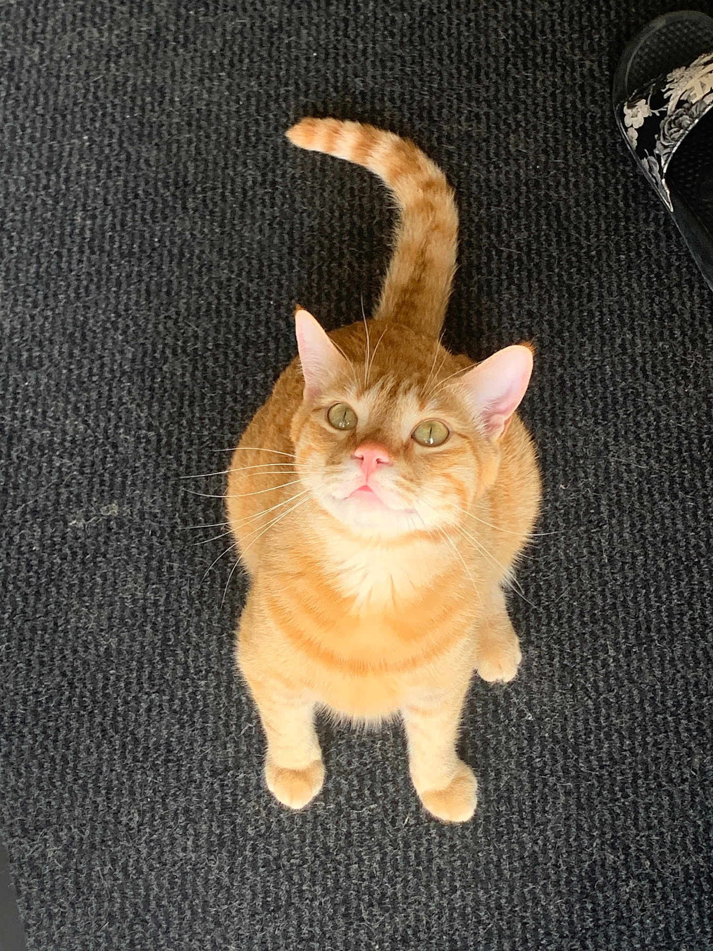 Simba participe au concours pour gagner de l'argent avec cette photo : cat, ginger_cat, pet, feline, indoor, carpet, curious, looking_up, whiskers, tail, ears, pink_nose, animal, cute, domestic_cat, floor, slipper, texture, orange, sitting