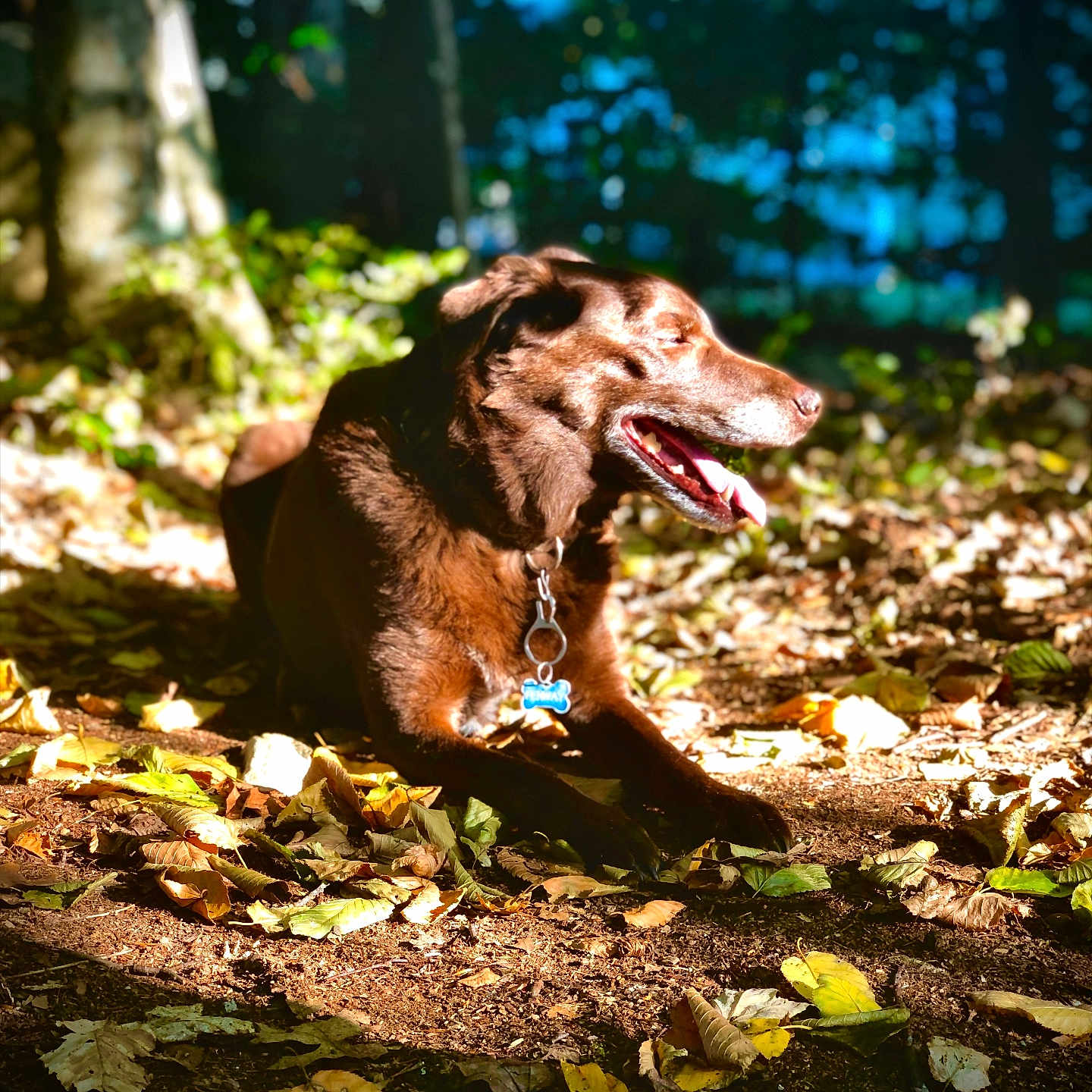 Fenway is registered to the contest to win money with this photo: animal, canine, dog, face, grass, grove, hound, jungle, land, leaf, nature, outdoors, pet, plant, puppy, rainforest, soil, tree, vegetation, woodland