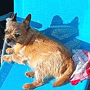 Rio a rejoint le concours — aidez-le/la à gagner de superbes lots ! animal, blue_chair, brown_dog, canine, companion, cute, daylight, dog, fur, outdoor, pet, relaxed, resting, seat, shadow, small_dog, summer, sunlight, tongue_out, towel