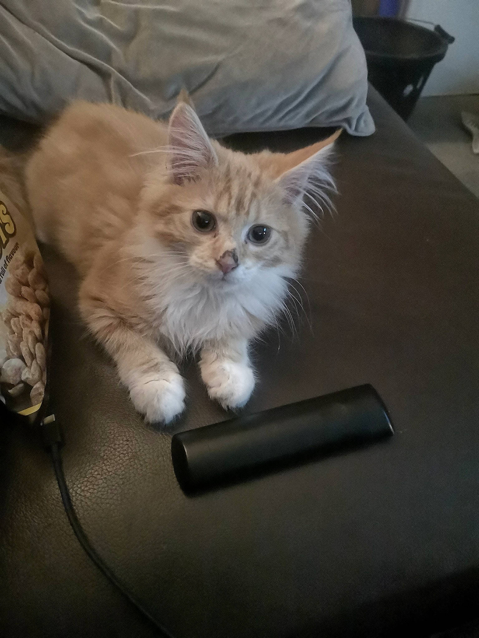 Aslan is registered to the contest to win money with this photo: box, carnivore, cat, chair, claw, comfort, companion_dog, couch, domestic_short_haired_cat, fawn, felidae, fur, hardwood, paw, plant, small_to_medium_sized_cats, snout, tail, whiskers, wood