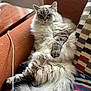 animal, cat, couch, cozy, domestic, feline, fluffy, fur, home, indoor, mammal, orange_couch, patterned_pillow, pet, pillow, relaxed, resting, striped_blanket, tail, window_light