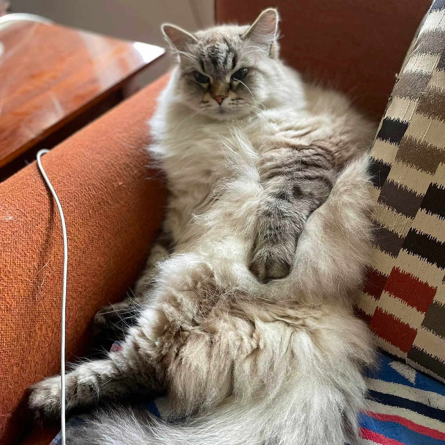 Sparks is registered to the contest to win money with this photo: animal, cat, couch, cozy, domestic, feline, fluffy, fur, home, indoor, mammal, orange_couch, patterned_pillow, pet, pillow, relaxed, resting, striped_blanket, tail, window_light