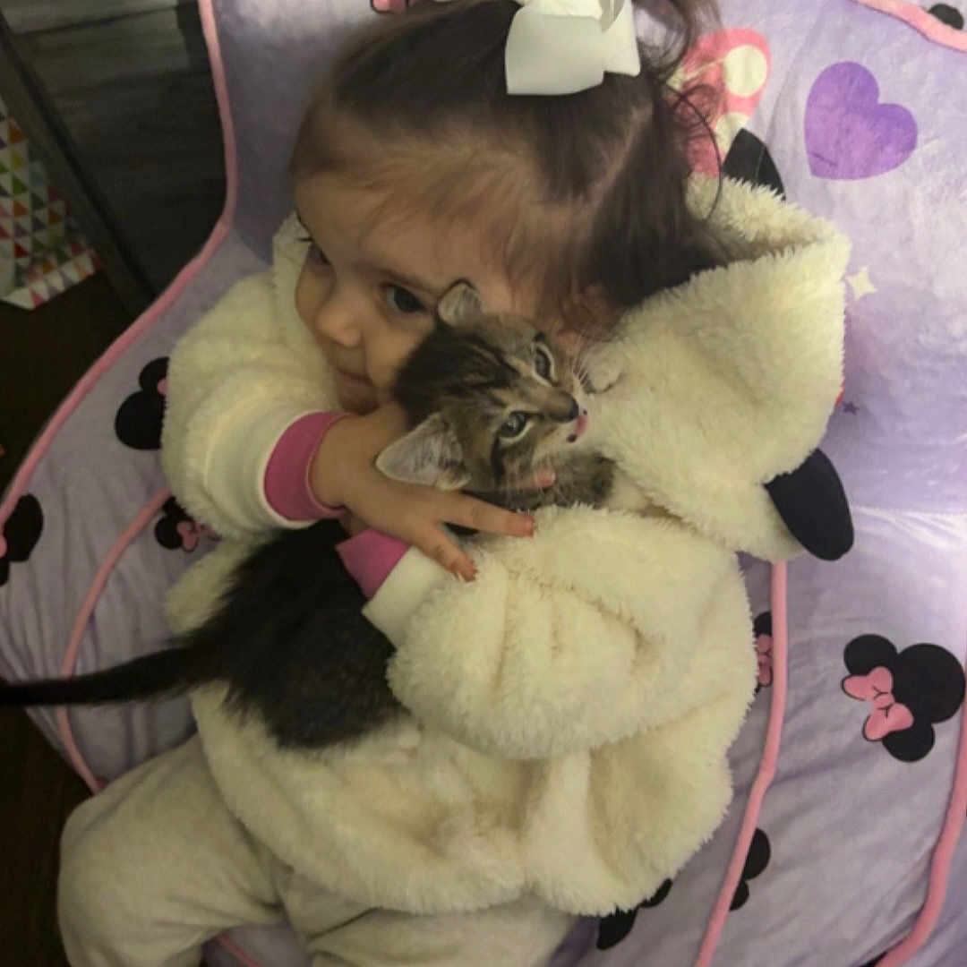 Paisley is registered to the contest to win money with this photo: toddler, child, kitten, cat, hug, bow, hair_accessory, bean_bag, minnie_mouse, purple, pink, jacket, hoodie, pants, shoes, wood_floor, indoor, cute, cozy, pet