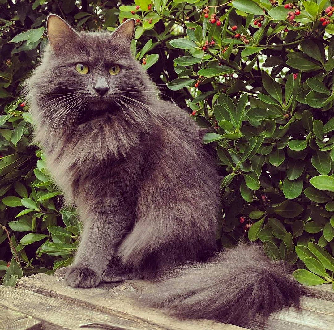 Mimi a rejoint le concours — aidez-le/la à gagner de superbes lots ! annual_plant, british_longhair, carnivore, cat, domestic_short_haired_cat, felidae, fur, grass, grey, groundcover, herb, paw, plant, shrub, sitting, small_to_medium_sized_cats, snout, tail, terrestrial_animal, whiskers
