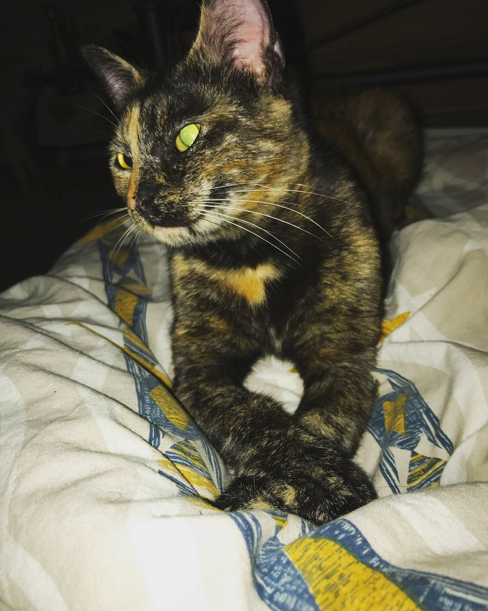 Nalha a rejoint le concours — aidez-le/la à gagner de superbes lots ! carnivore, cat, claw, comfort, couch, domestic_short_haired_cat, eye, felidae, fur, iris, lap, linens, paw, sitting, small_to_medium_sized_cats, snout, tail, whiskers