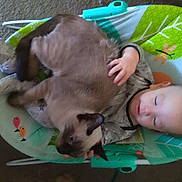 Demon Dog is registered to the contest to win money with this photo: baby, cat, siamese_cat, sleeping, baby_chair, indoor, comfort, child, pet, animal, resting, cozy, cute, peaceful, together, furniture, carpet, hand, face, colorful