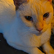 Rosie joined the competition — help win amazing prizes! cat, white_fur, close_up, paws, animal, pet, indoor, resting, fur_texture, whiskers, ears, eyes, calm, mammal, cute, domestic_animal, feline, portrait, soft_light, orange_tint