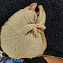 Rosie is registered to the contest to win money with this photo: cat, sleeping, curled_up, white_fur, orange_fur, paw, blanket, texture, cozy, resting, animal, pet, cute, feline, fur, indoor, relaxed, close_up, soft, snuggling