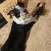 Tennessee is registered to the contest to win money with this photo: accessories, animal, ball, canine, dog, door, furniture, hardwood, hound, husky, indoors, interiordesign, pet, plywood, puppy, sport, strap, tennis, tennisball, wood