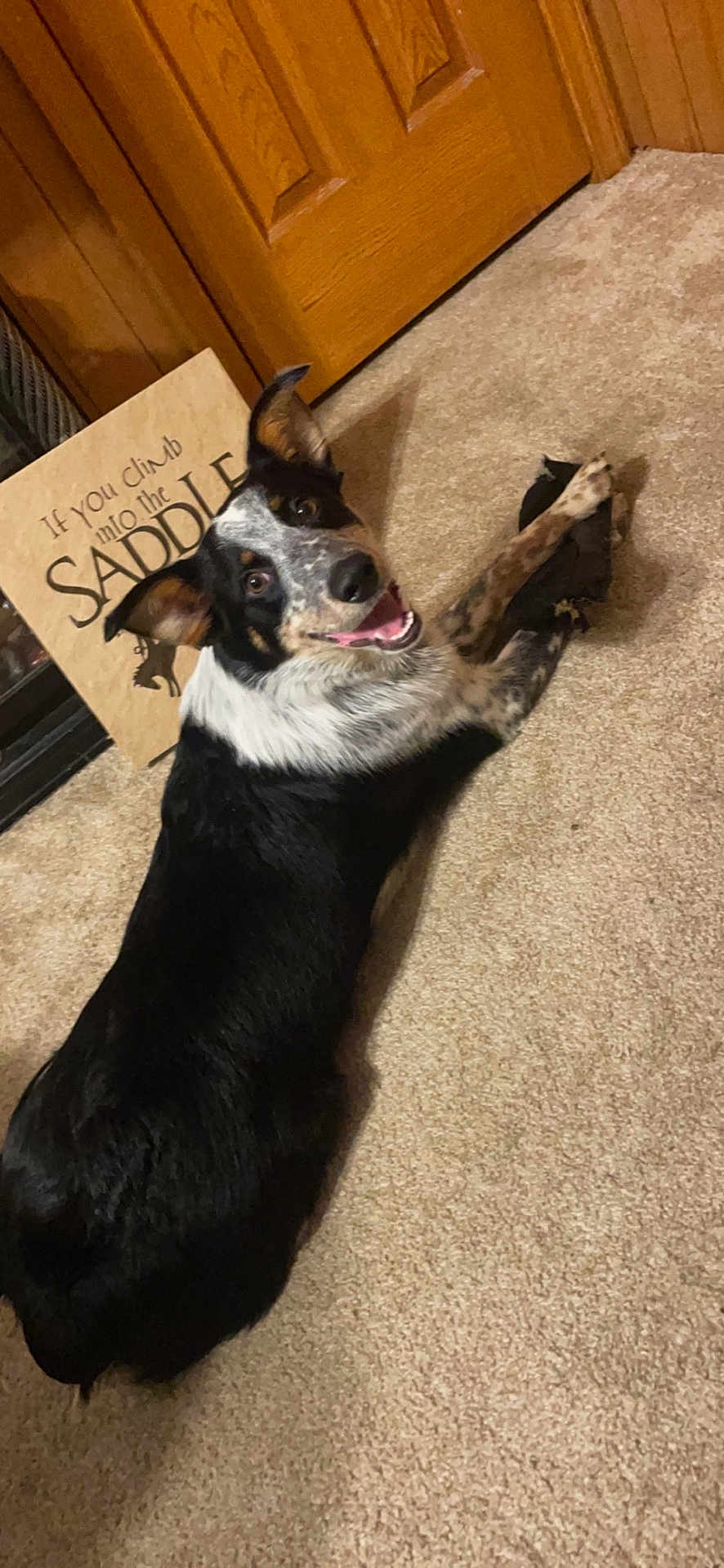 Tennessee is registered to the contest to win money with this photo: accessories, animal, ball, canine, dog, door, furniture, hardwood, hound, husky, indoors, interiordesign, pet, plywood, puppy, sport, strap, tennis, tennisball, wood