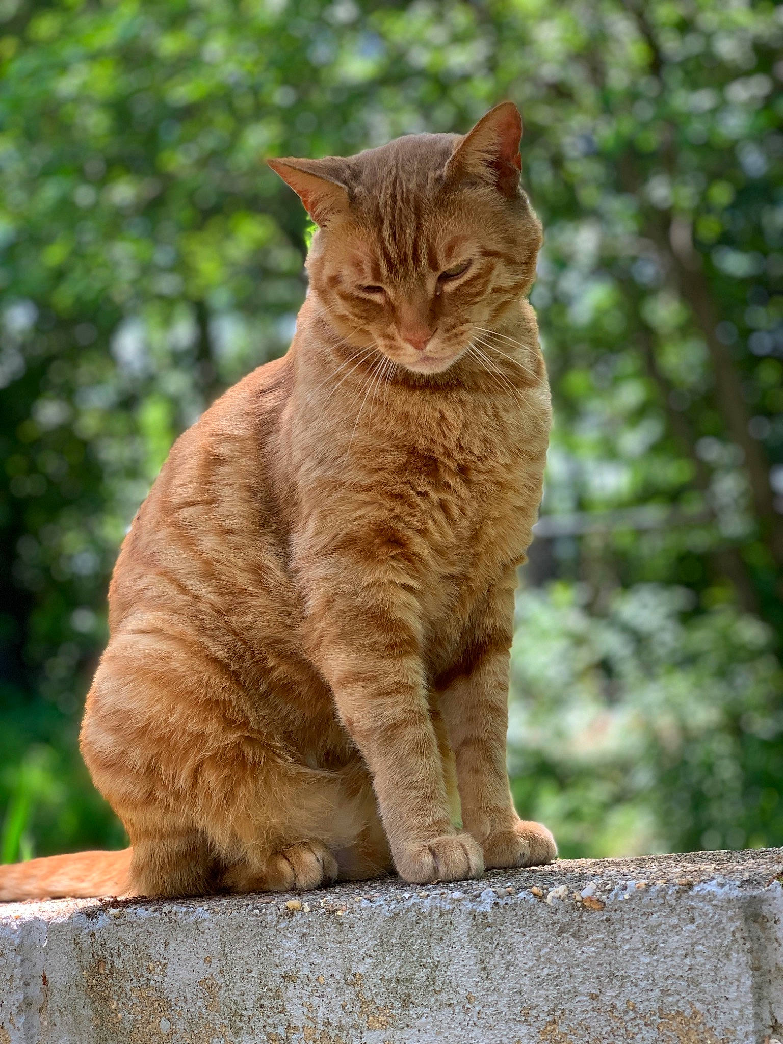 Bubba Gump is registered to the contest to win money with this photo: aegean_cat, arabian_mau, asian, british_semi_longhair, british_shorthair, carnivore, cat, domestic_short_haired_cat, european_shorthair, fawn, felidae, fur, german_rex, mammal, sitting, small_to_medium_sized_cats, tabby_cat, vertebrate, whiskers, wildlife