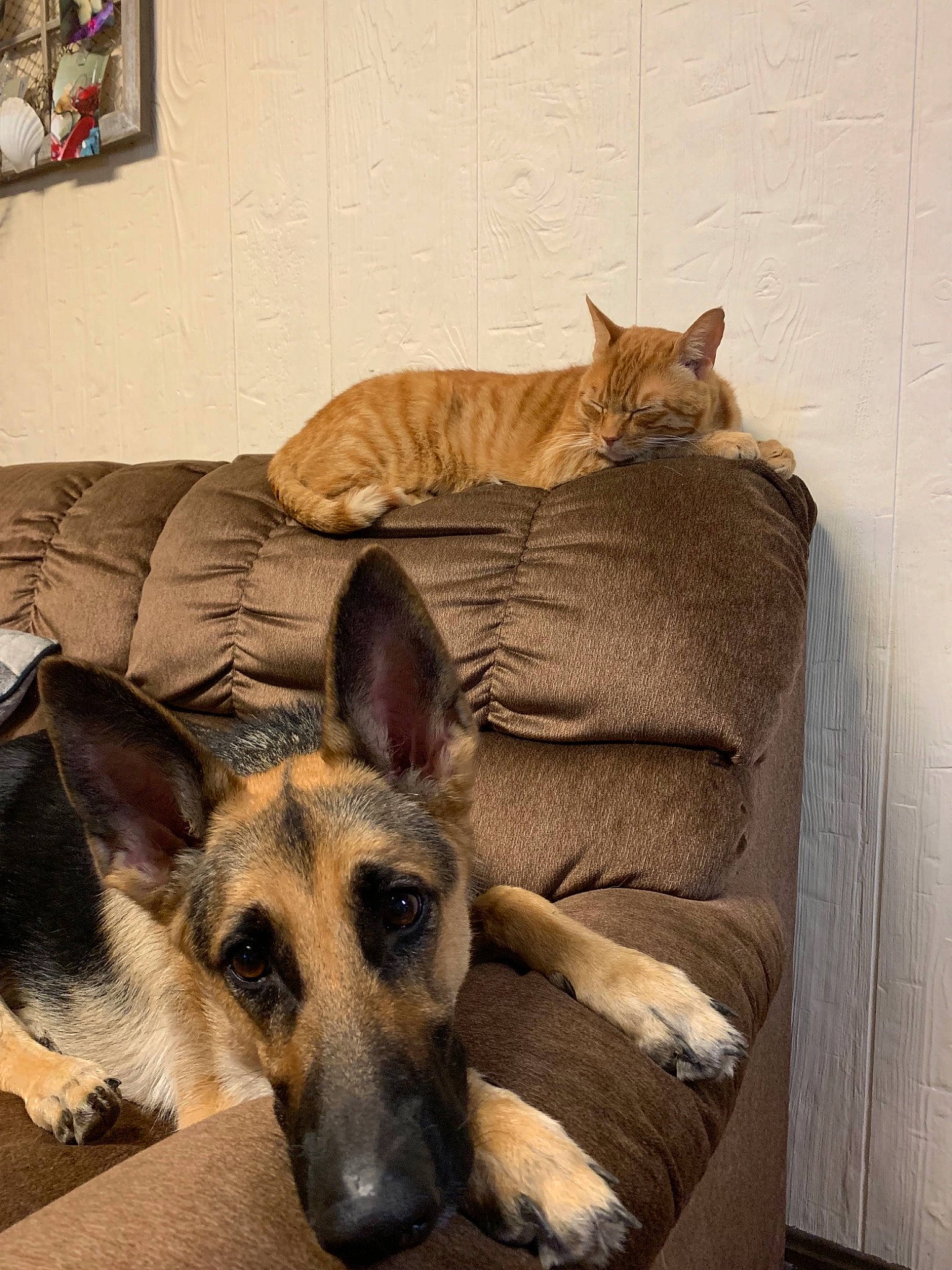 Bubba Gump is registered to the contest to win money with this photo: canidae, carnivore, cat, dog, dog_breed, fawn, german_shepherd_dog, mammal, snout, vertebrate, whiskers