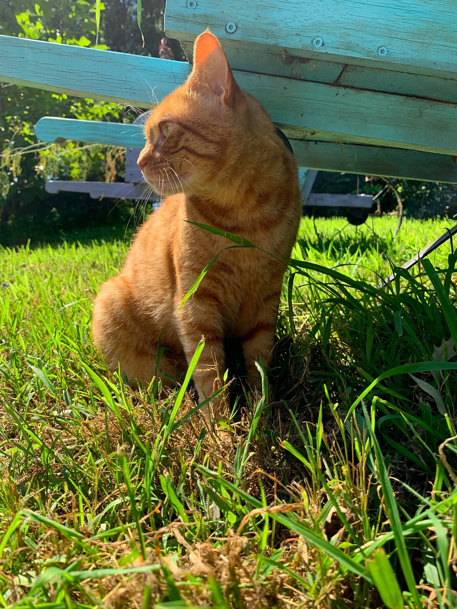 Bubba Gump is registered to the contest to win money with this photo: carnivore, cat, domestic_short_haired_cat, european_shorthair, fawn, felidae, german_rex, grass, lawn, plant, small_to_medium_sized_cats, tabby_cat, tail, whiskers