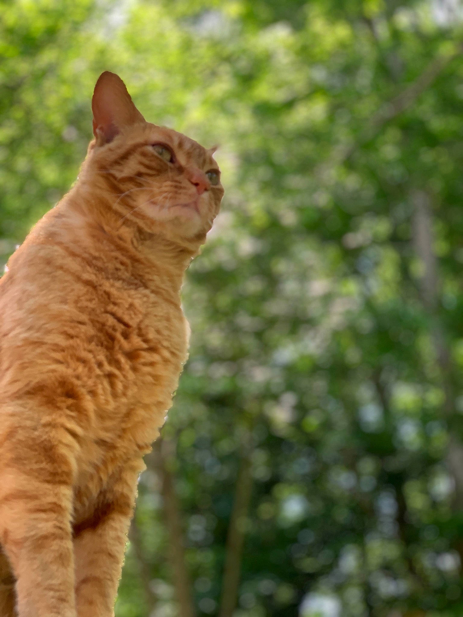 Bubba Gump is registered to the contest to win money with this photo: carnivore, cat, domestic_short_haired_cat, european_shorthair, fawn, felidae, fur, german_rex, grass, mammal, organism, plant, small_to_medium_sized_cats, snout, sunlight, tabby_cat, tail, tree, whiskers, wildlife