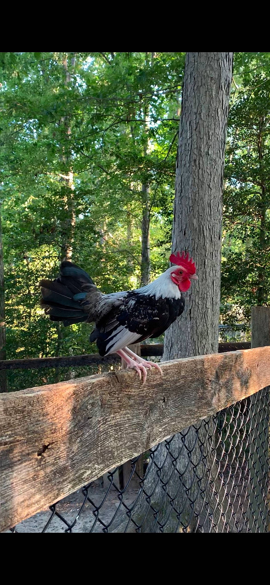 Little Man is registered to the contest to win money with this photo: beak, bird, chicken, fence, fowl, galliformes, livestock, plant, poultry, rooster, tree