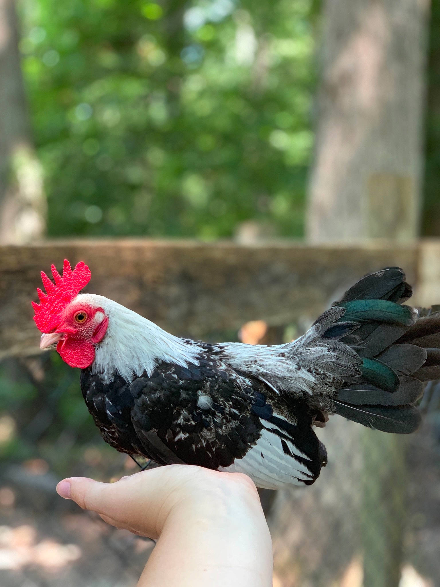 Little Man is registered to the contest to win money with this photo: beak, bird, chicken, comb, feather, fowl, galliformes, livestock, poultry, rooster