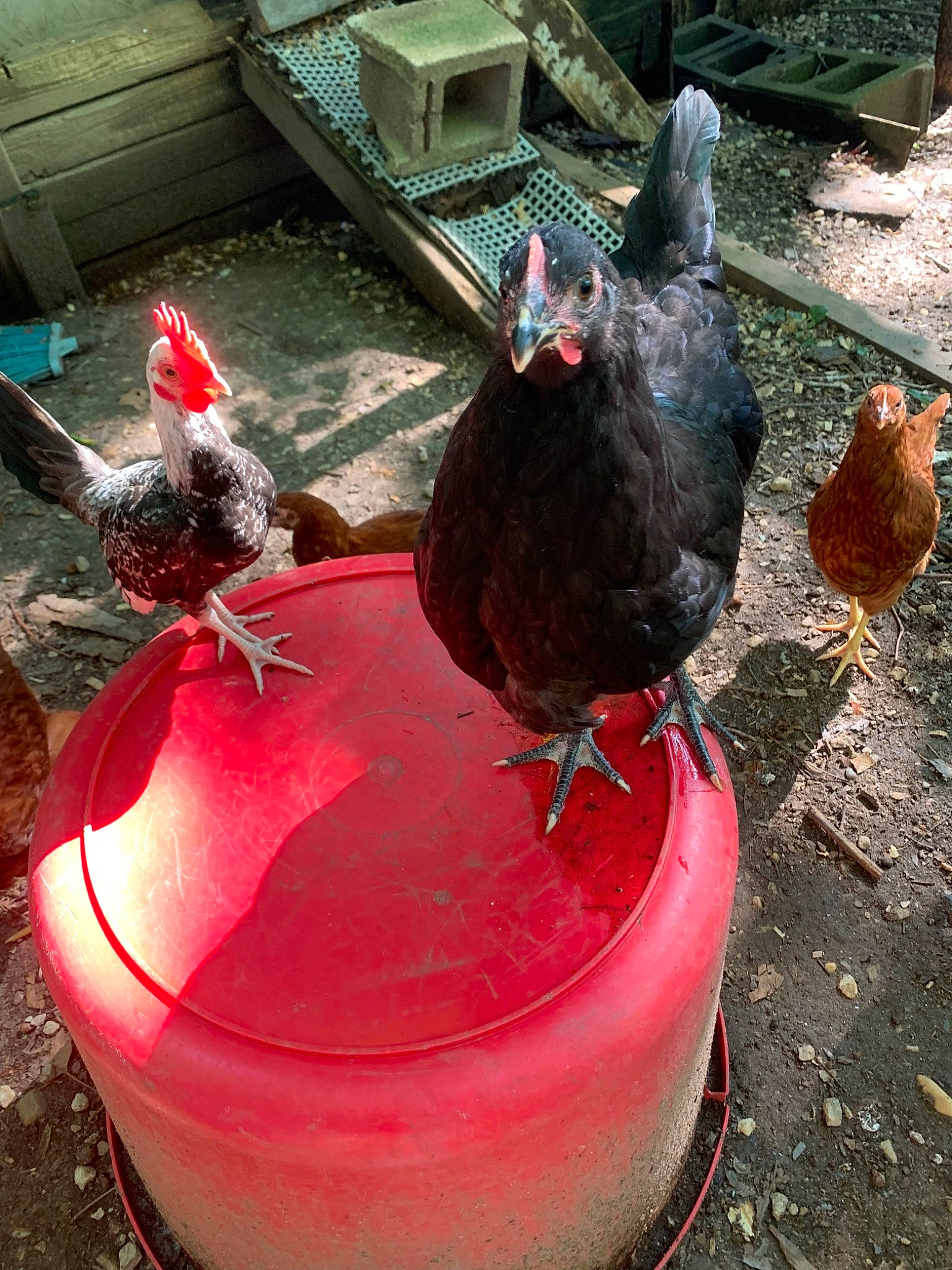 Little Man is registered to the contest to win money with this photo: beak, bird, chicken, comb, fowl, galliformes, livestock, poultry, rooster