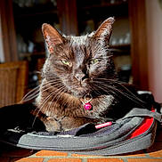 Tabatha participe au concours pour gagner de l'argent avec cette photo : cat, black_cat, indoor, backpack, sunlight, green_eyes, furniture, table, relaxed, pet, whiskers, collar, pink_collar_tag, close_up, domestic_animal, mammal, feline, shadow, focus, portrait