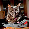cat, black_cat, indoor, backpack, sunlight, green_eyes, furniture, table, relaxed, pet, whiskers, collar, pink_collar_tag, close_up, domestic_animal, mammal, feline, shadow, focus, portrait