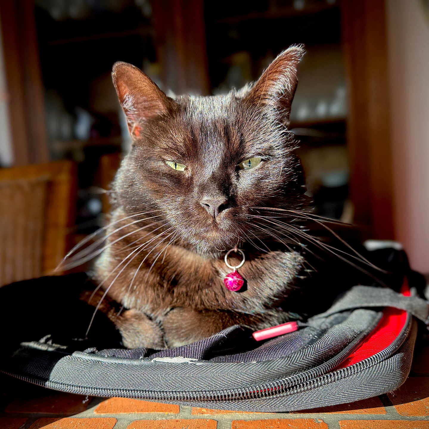 Tabatha participe au concours pour gagner de l'argent avec cette photo : cat, black_cat, indoor, backpack, sunlight, green_eyes, furniture, table, relaxed, pet, whiskers, collar, pink_collar_tag, close_up, domestic_animal, mammal, feline, shadow, focus, portrait