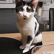 Hope Billiard a rejoint le concours — aidez-le/la à gagner de superbes lots ! cat, kitten, black_and_white, sitting, table, indoor, pet, curious, fur, whiskers, ears, eyes, wooden_table, scratching_post, chair, domestic, feline, mammal, cute, portrait