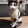 cat, kitten, black_and_white, sitting, table, indoor, pet, curious, fur, whiskers, ears, eyes, wooden_table, scratching_post, chair, domestic, feline, mammal, cute, portrait
