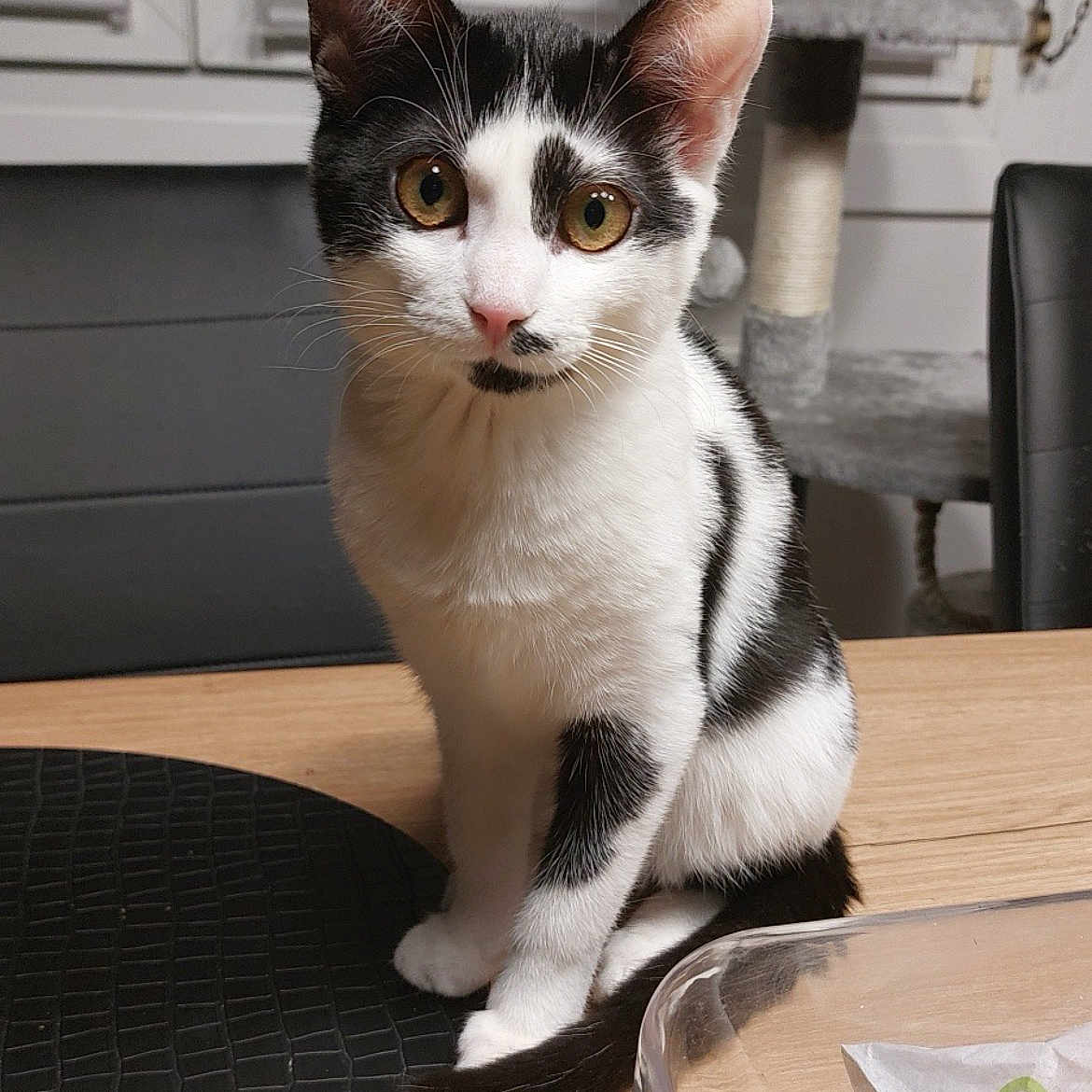 Hope Billiard a rejoint le concours — aidez-le/la à gagner de superbes lots ! black_and_white, cat, chair, curious, cute, domestic, ears, eyes, feline, fur, indoor, kitten, mammal, pet, portrait, scratching_post, sitting, table, whiskers, wooden_table