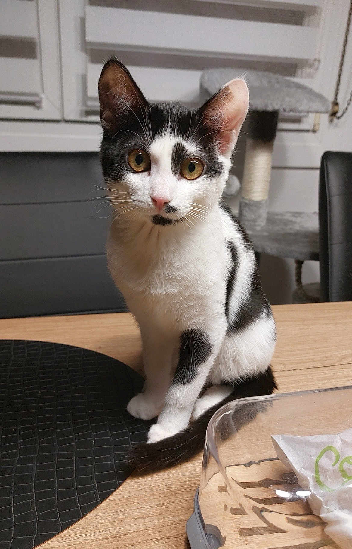 Hope Billiard a rejoint le concours — aidez-le/la à gagner de superbes lots ! cat, kitten, black_and_white, sitting, table, indoor, pet, curious, fur, whiskers, ears, eyes, wooden_table, scratching_post, chair, domestic, feline, mammal, cute, portrait