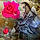 Alexe M. B.