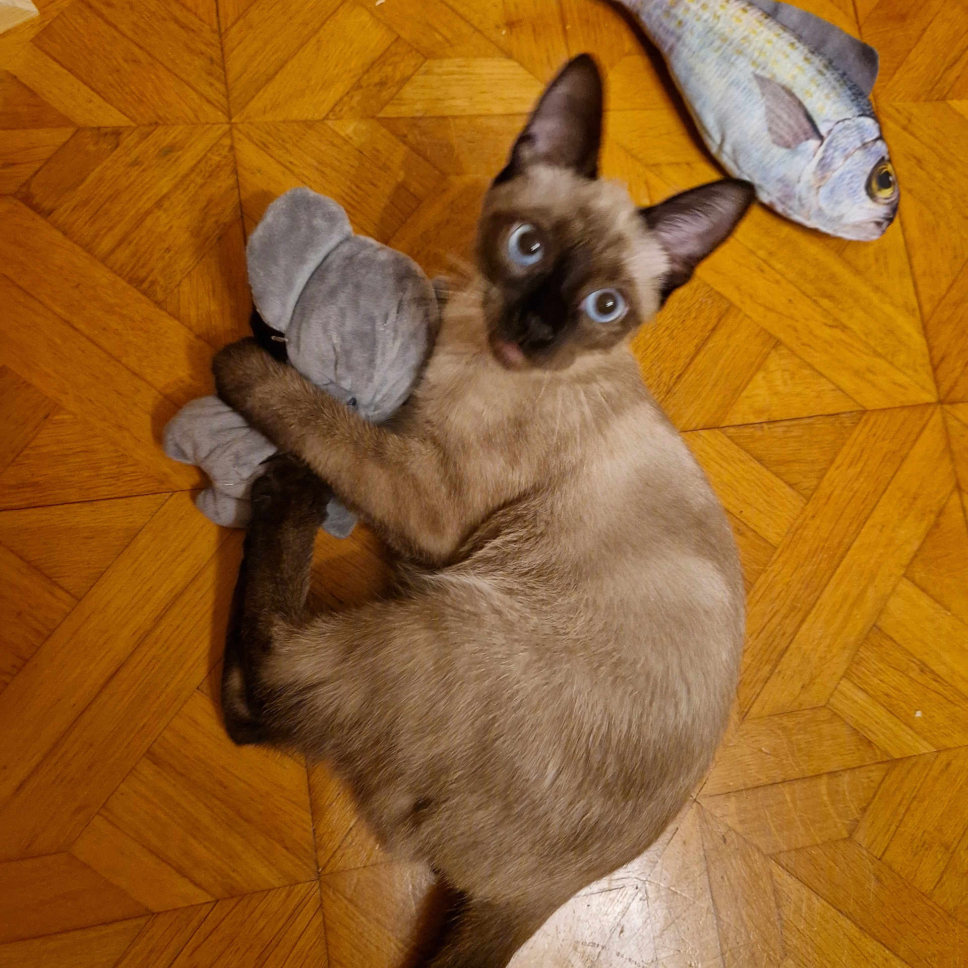 Wackes participe au concours pour gagner de l'argent avec cette photo : animal, blue_eyes, cat, cozy, cute, domestic_animal, elephant_toy, fish_pillow, floor, fur, indoor, looking_up, mammal, parquet_floor, pet, playful, plush_toy, siamese_cat, toy, wooden_floor