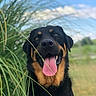 dog, tongue_out, happy, black_and_tan, grass, outdoor, nature, sky, clouds, pet, canine, portrait, animal, summer, greenery, field, snout, ears, fur, tongue