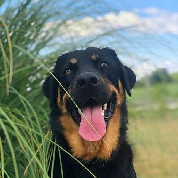 Paco