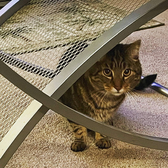 Whiskers is registered to the contest to win money with this photo: carnivore, cat, cat_supply, domestic_short_haired_cat, fawn, felidae, flooring, fur, grass, hardwood, metal, pet_supply, plant, rectangle, small_to_medium_sized_cats, snout, tail, tree, whiskers, wood