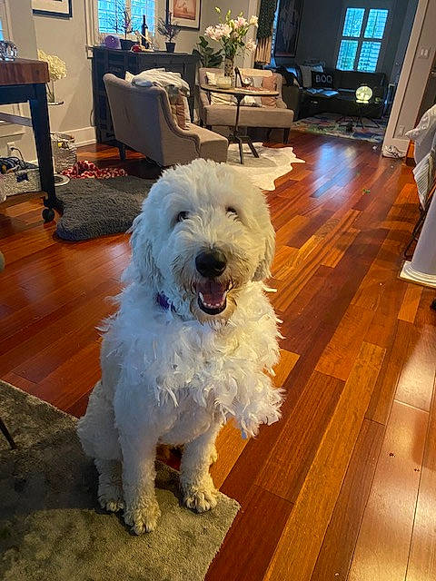 Mark joined the competition — help win amazing prizes! carnivore, companion_dog, dog, dog_breed, floor, flooring, hardwood, houseplant, laminate_flooring, picture_frame, plank, plant, small_terrier, sunglasses, television, terrier, toy_dog, varnish, wood, wood_stain