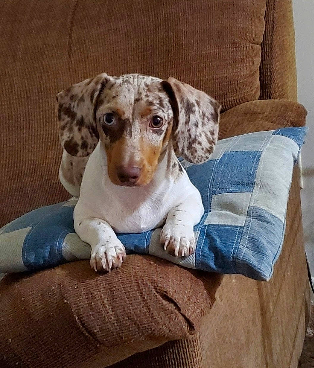 Jasper is registered to the contest to win money with this photo: bored, canidae, carnivore, chair, comfort, companion_dog, couch, dog, dog_breed, fawn, fur, linens, liver, pet_supply, rectangle, sitting, snout, sporting_group, whiskers, working_animal