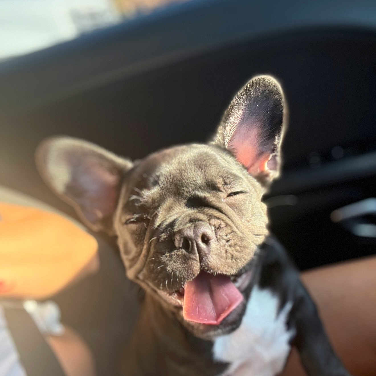 Fifi joined the competition — help win amazing prizes! accessories, animal, belt, bodypart, bostonbull, boxer, bulldog, canine, dog, frenchbulldog, mouth, person, pet, pitbull, puppy, tongue