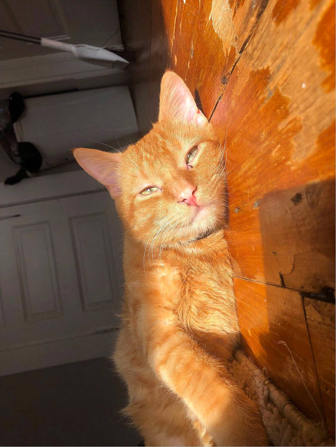 Jacks is registered to the contest to win money with this photo: carnivore, cat, claw, comfort, domestic_short_haired_cat, door, fawn, felidae, flooring, fur, hardwood, paw, peach, small_to_medium_sized_cats, snout, tail, terrestrial_animal, whiskers, window, wood
