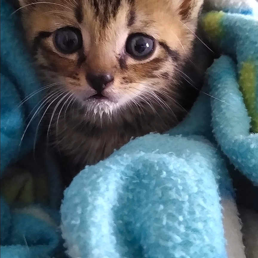 Teddy joined the competition — help win amazing prizes! abyssinian, animal, blanket, cat, kitten, manx, pet, siamese