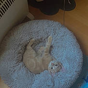 Milo participe au concours pour gagner de l'argent avec cette photo : cat, kitten, pet_bed, fluffy, toy, cat_food_bowl, floor, wooden_floor, orange_cat, indoor, playful, curious, resting, looking_up, animal, domestic_cat, blue_mat, whale_pattern, starfish_pattern, home