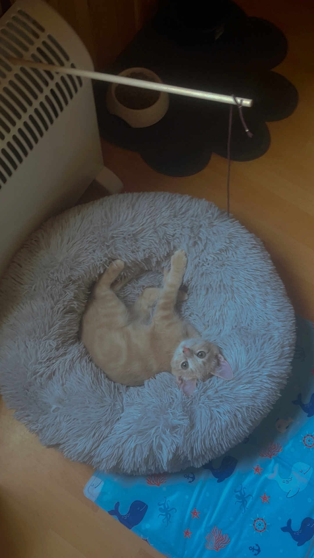 Milo participe au concours pour gagner de l'argent avec cette photo : cat, kitten, pet_bed, fluffy, toy, cat_food_bowl, floor, wooden_floor, orange_cat, indoor, playful, curious, resting, looking_up, animal, domestic_cat, blue_mat, whale_pattern, starfish_pattern, home
