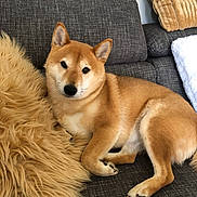 Nala a rejoint le concours — aidez-le/la à gagner de superbes lots ! animal, blanket, brown_fur, canine, companion, couch, cozy, cute, dog, domestic_pet, ears, fur, fur_pillow, indoor, paw, pet, relaxed, resting, shiba_inu, snout