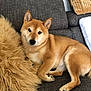 animal, blanket, brown_fur, canine, companion, couch, cozy, cute, dog, domestic_pet, ears, fur, fur_pillow, indoor, paw, pet, relaxed, resting, shiba_inu, snout