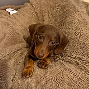 Una participe au concours pour gagner de l'argent avec cette photo : puppy, dog, dachshund, brown_fur, short_legs, floppy_ears, pet, animal, cute, portrait, indoors, blanket, fluffy, couch, cozy, relaxed, gazing, small_dog, home, photography