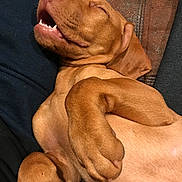 Korben Dallas joined the competition — help win amazing prizes! animal, brown_dog, canine, closeup, comfort, companion, couch, cozy, cute, dog, domestic_animal, fur, indoor, nap, paw, pet, relaxed, resting, sleeping, smiling