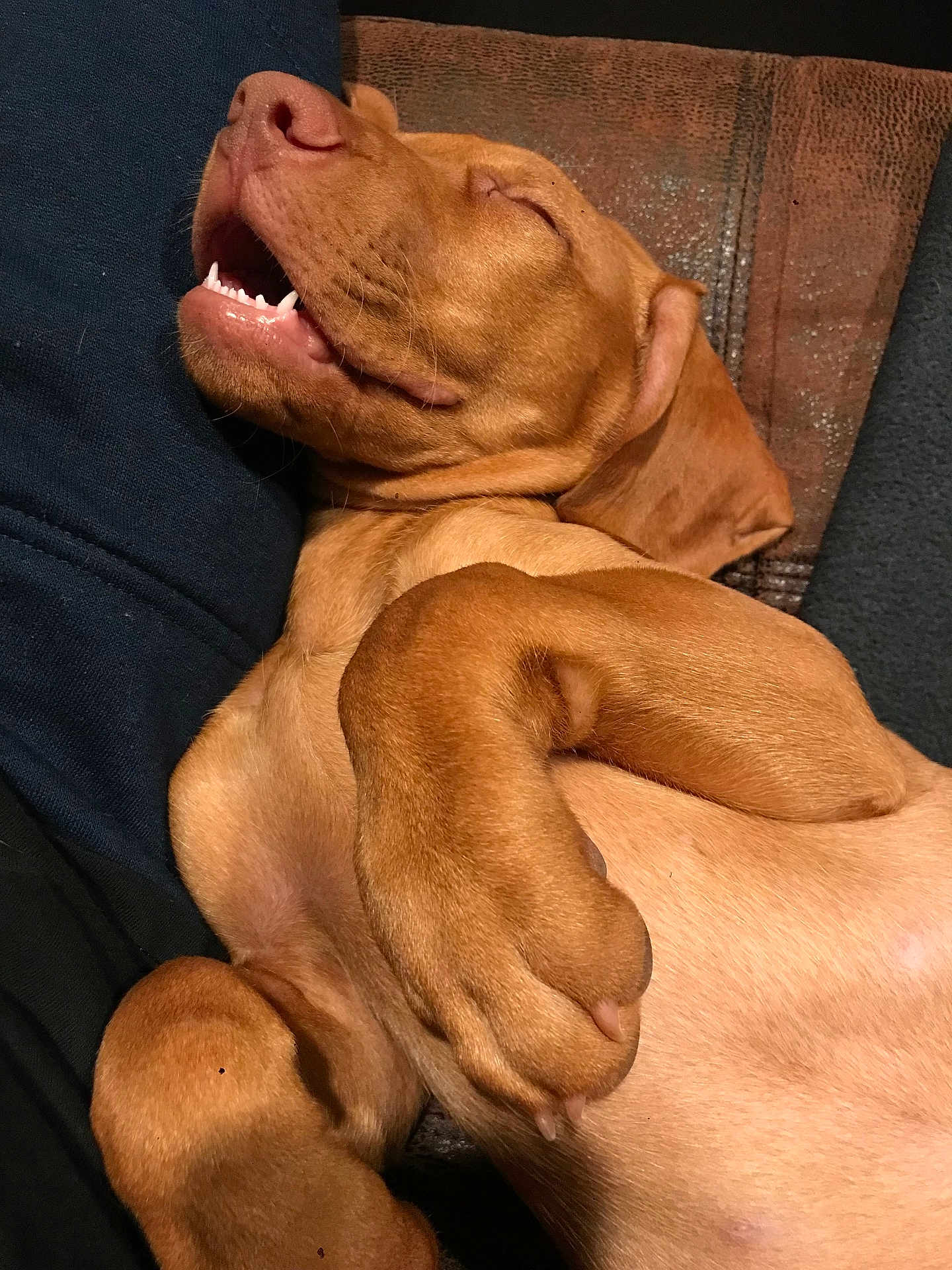 Korben Dallas