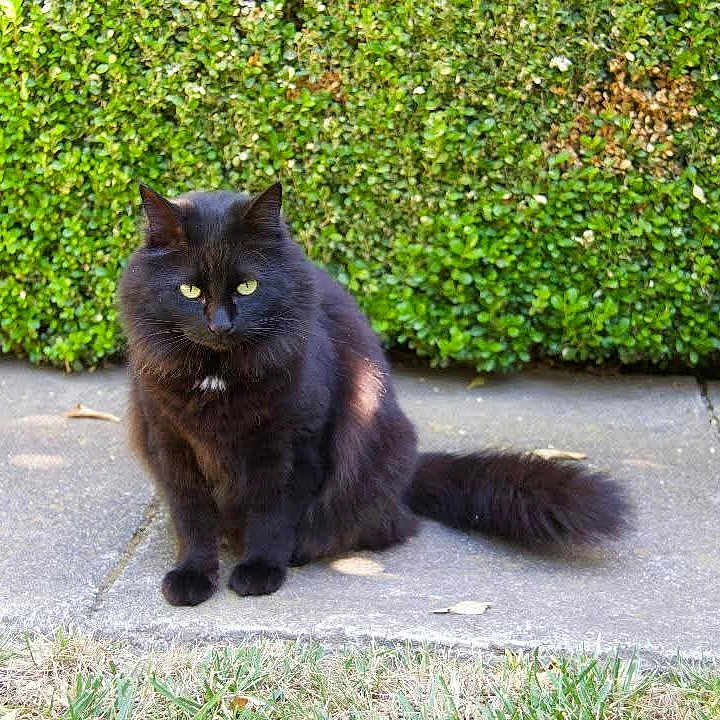 Miranda is registered to the contest to win money with this photo: animal, black_cat, cat, concrete, daylight, domestic_cat, fluffy, fur, garden, grass, greenery, hedge, nature, outdoor, path, pet, portrait, quiet, sitting, yellow_eyes