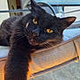 Miranda is registered to the contest to win money with this photo: animal, black_cat, cat, chair, close_up, cushion, daylight, feline, focus, fur, outdoor, paw, pet, portrait, relaxed, resting, stretching, sunlight, whiskers, yellow_eyes