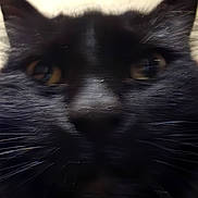 Miranda is registered to the contest to win money with this photo: animal, black_cat, blurred_background, cat, close_up, closeup, cute, domestic_animal, eyes, face, feline, fur, hand, indoor, muzzle, nose, pet, portrait, soft_focus, whiskers